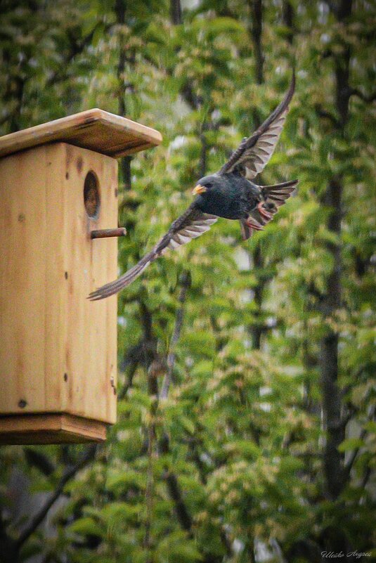 Возвращение домой - Андрей Шейко