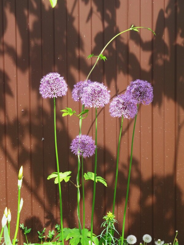 майская зарисовка - Елена Шаламова майская зарисовка - Елена Шаламова