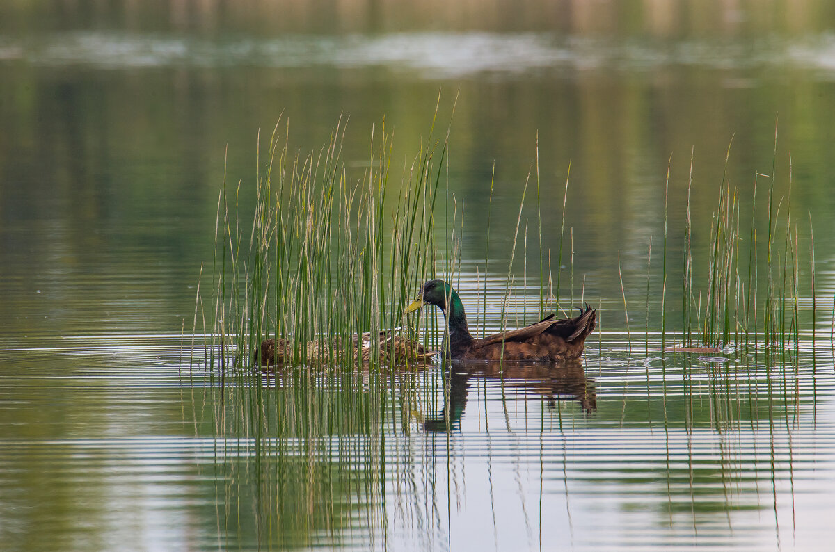 Утром на озере. - Sergey (Apg)