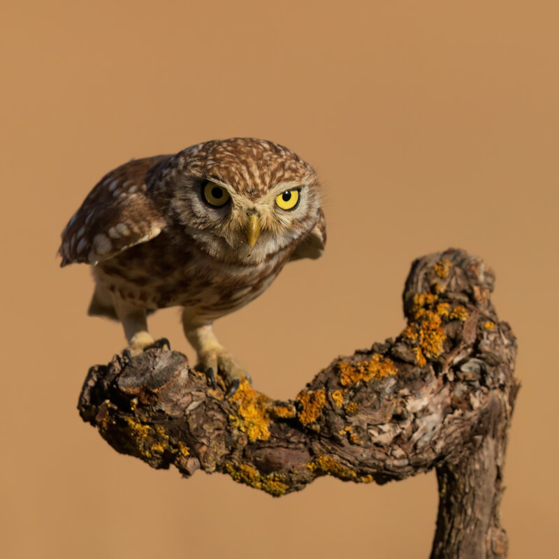 *** - Евгений Фруман