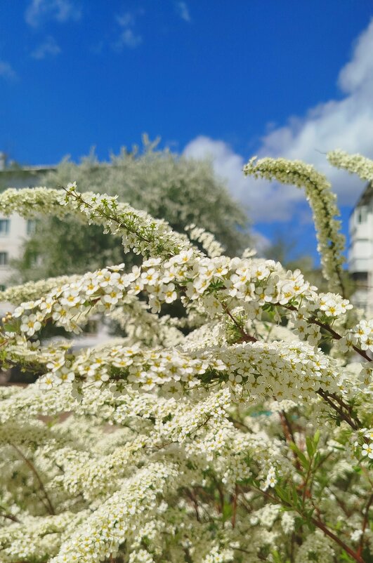 Цветущий май - светлана льдокова Цветущий май - светлана льдокова
