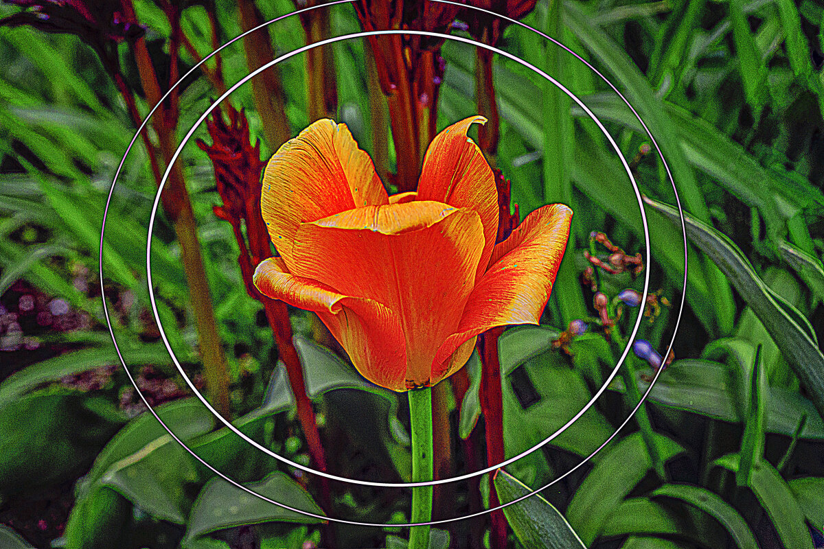 Этюд с тюльпаном - Владимир Кроливец Этюд с тюльпаном - Владимир Кроливец