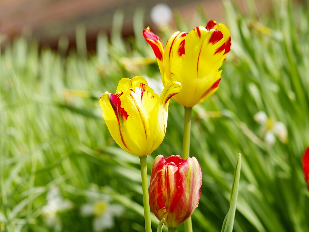 Тюльпаны - Сергей Швечков Тюльпаны - Сергей Швечков