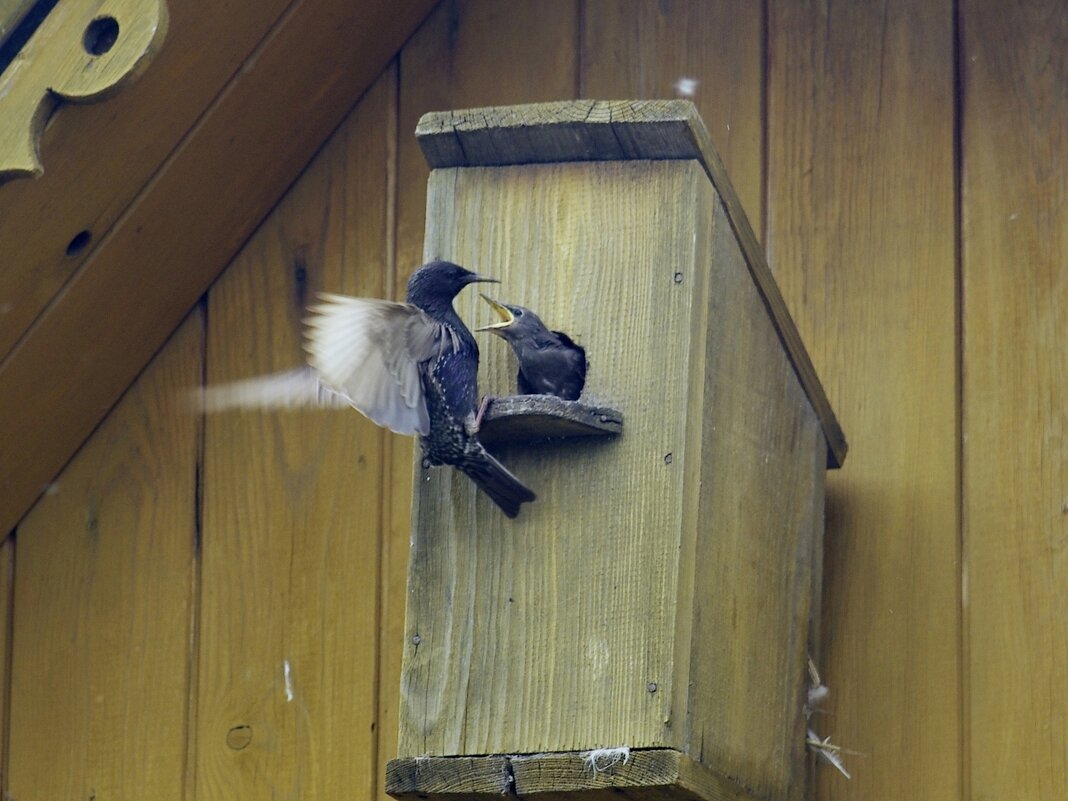 Время кормления - Сергей Швечков Время кормления - Сергей Швечков