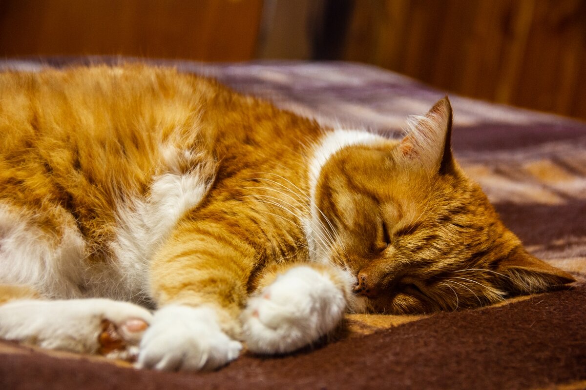 Спим сладко))) - Андрей К Спим сладко))) - Андрей К