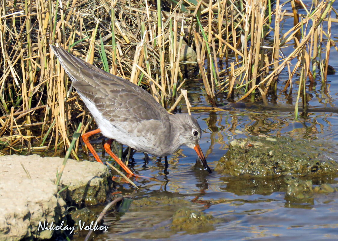 Травник - Николай Волков Травник - Николай Волков