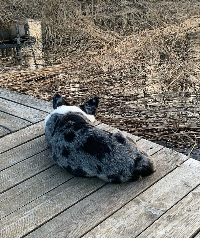 Чак на причале. - Ольга Довженко Чак на причале. - Ольга Довженко