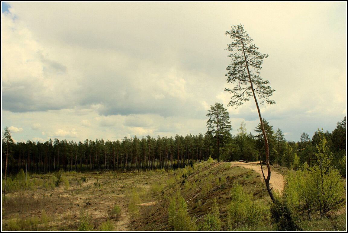 ....а был лес... - Aleksandr Gal ....а был лес... - Aleksandr Gal