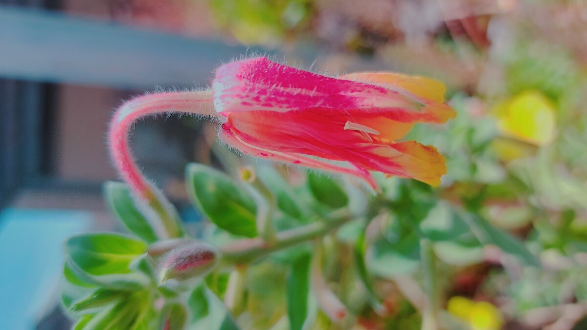 13  ОПЕН (11) - OPEN WAYS ALL