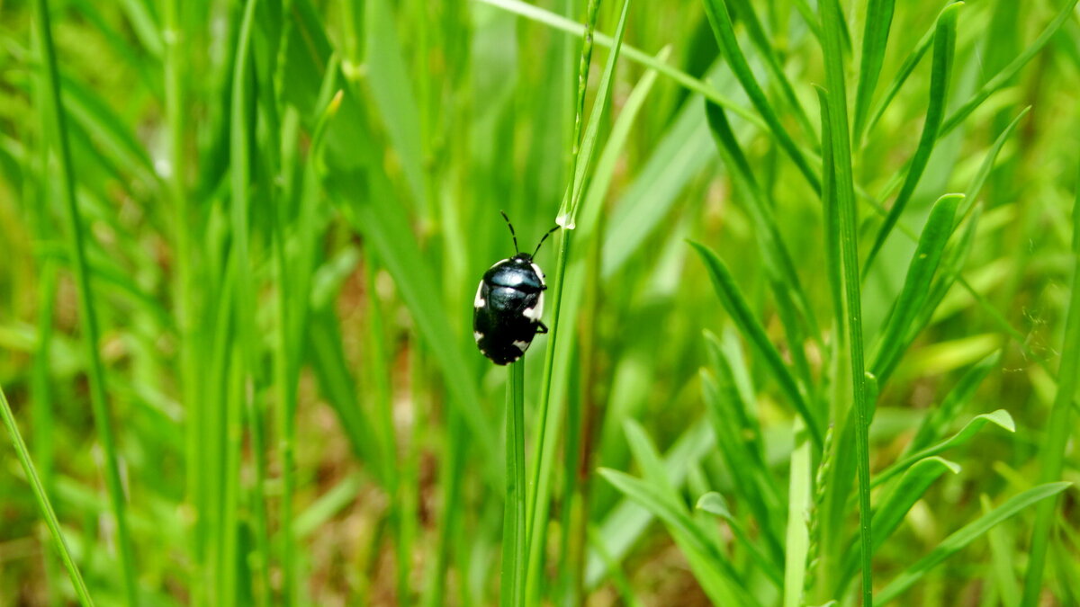 клоп - Ivan Vodonos клоп - Ivan Vodonos