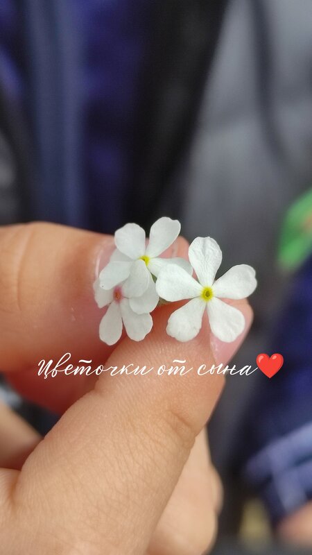 Цветы от сына - Aleksandra Chochaeva