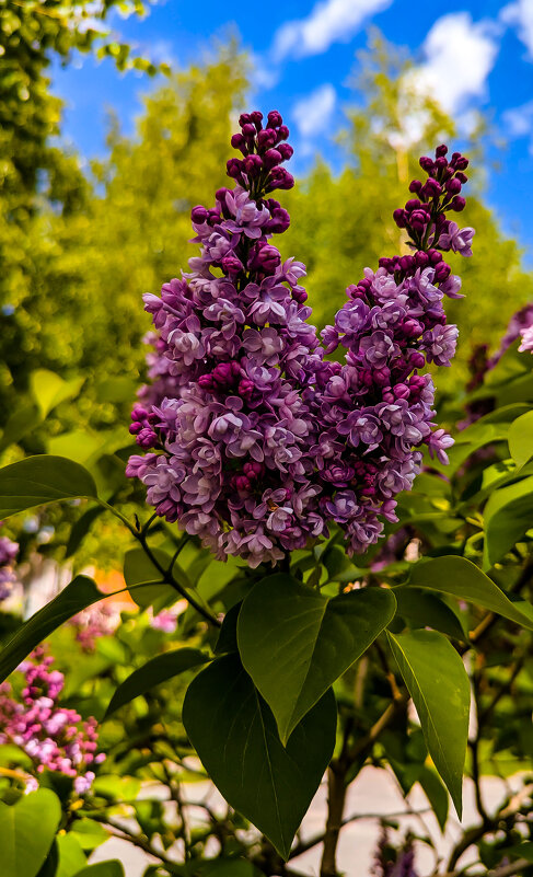 ветка сирени - Наталья Крюкова