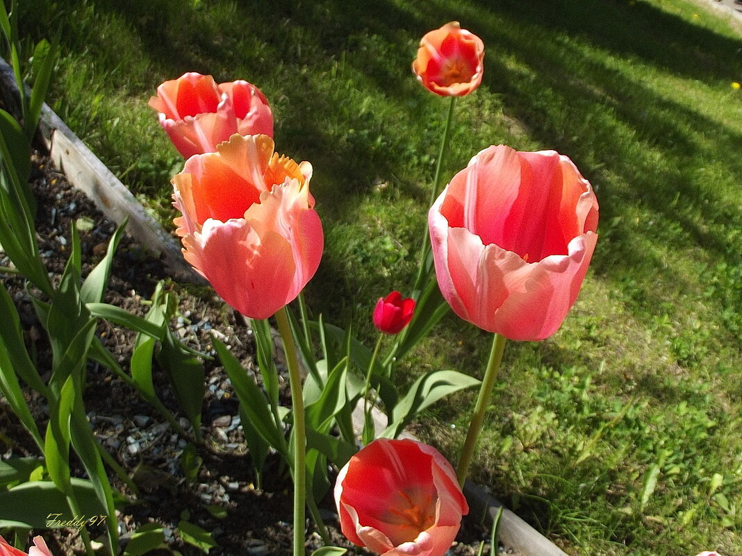 Тюльпаны - Freddy 97 Тюльпаны - Freddy 97