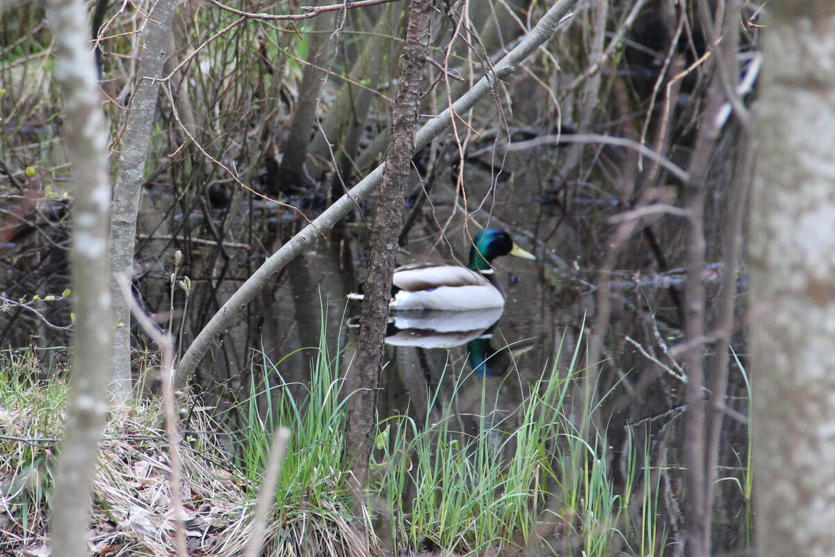 Селезень - Елена Минина