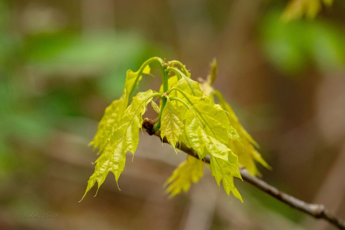 Первые шаги... - Николай Гирш Первые шаги... - Николай Гирш
