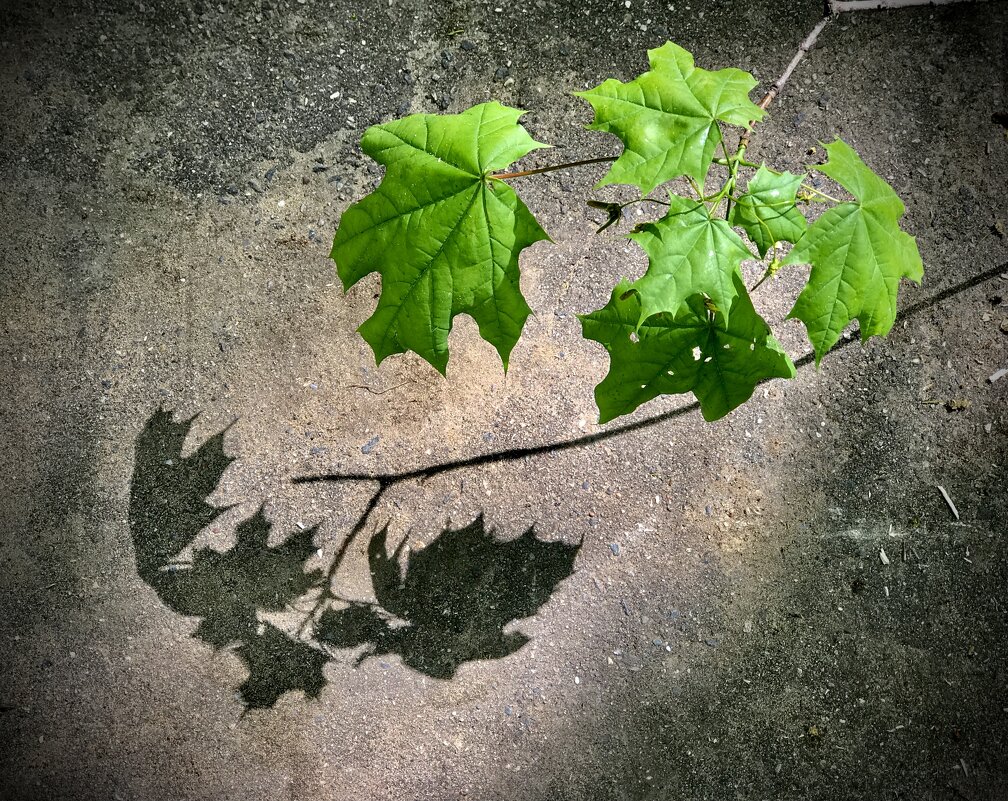 Две ветки… - Любовь Две ветки… - Любовь