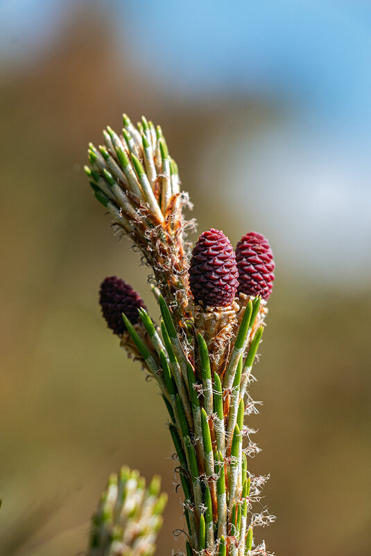 Сосна - Юрий Яловенко