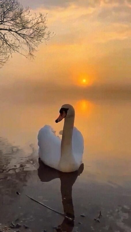 Вспомнилось: "Выткался на озере алый свет зари" - Ирэн 