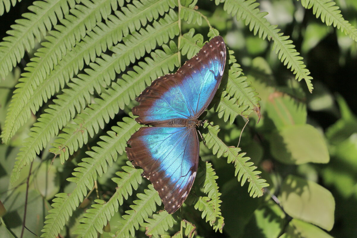 Бабочка - Sergey Grim Бабочка - Sergey Grim