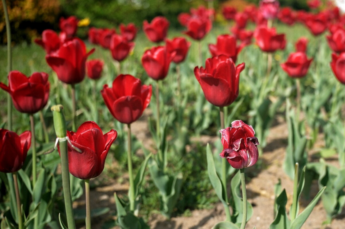 Тюльпаны - Лютый Дровосек