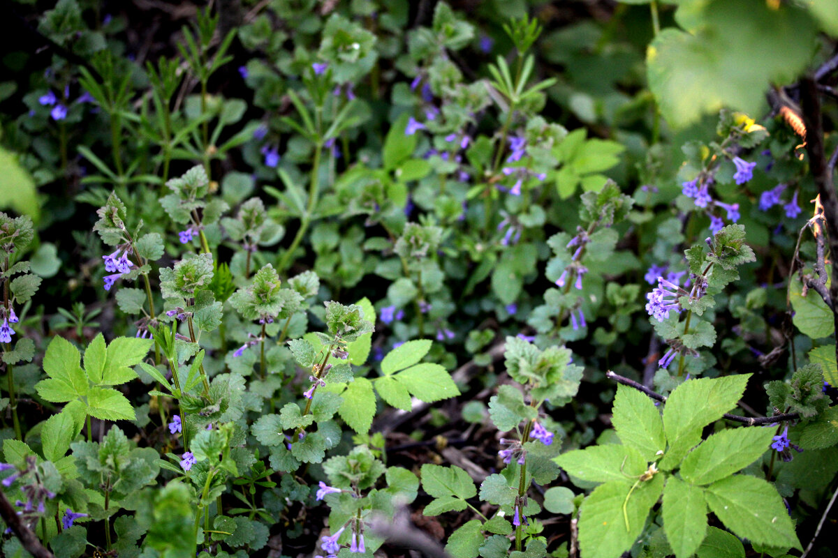 Заставка на рабочий стол - Николай (dr.Zlo) Кузнецов