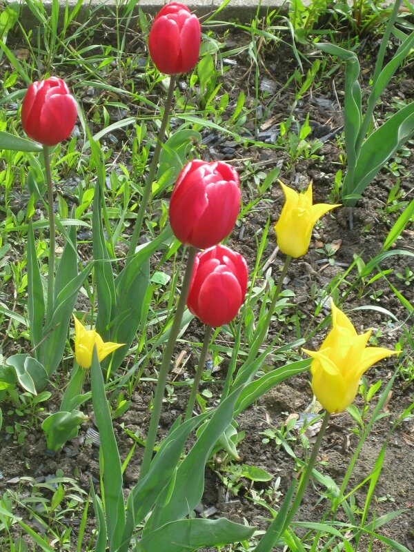 Тюльпаны - Дмитрий Никитин