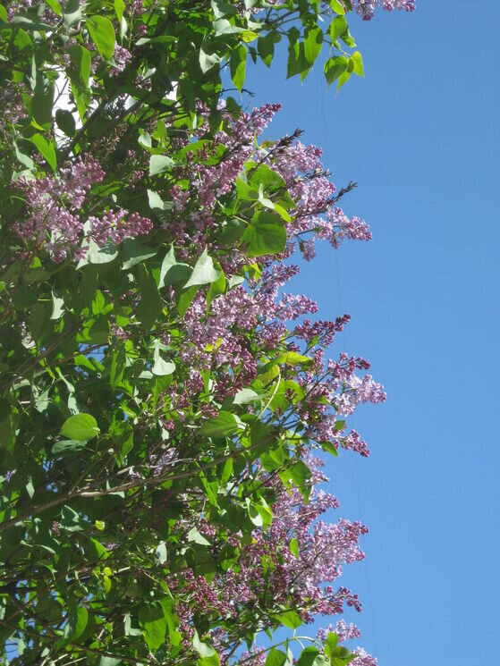 Вот и снова сиреневый май - Дмитрий Никитин