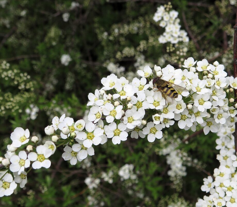 Спирея - Лариса С. Спирея - Лариса С.