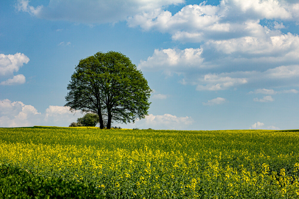 Рапсовое поле - Lucy Schneider 