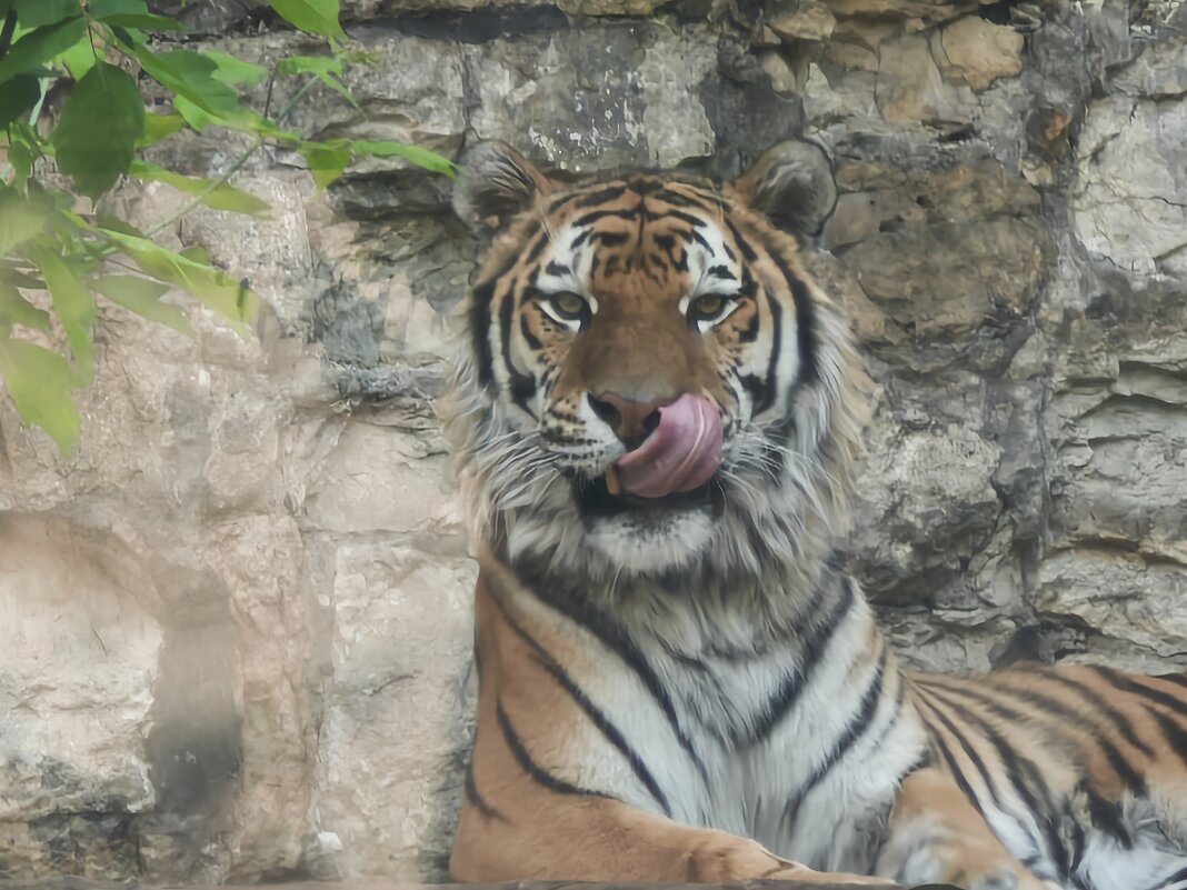 Амурский тигр - <<< Наташа >>> Амурский тигр - <<< Наташа >>>