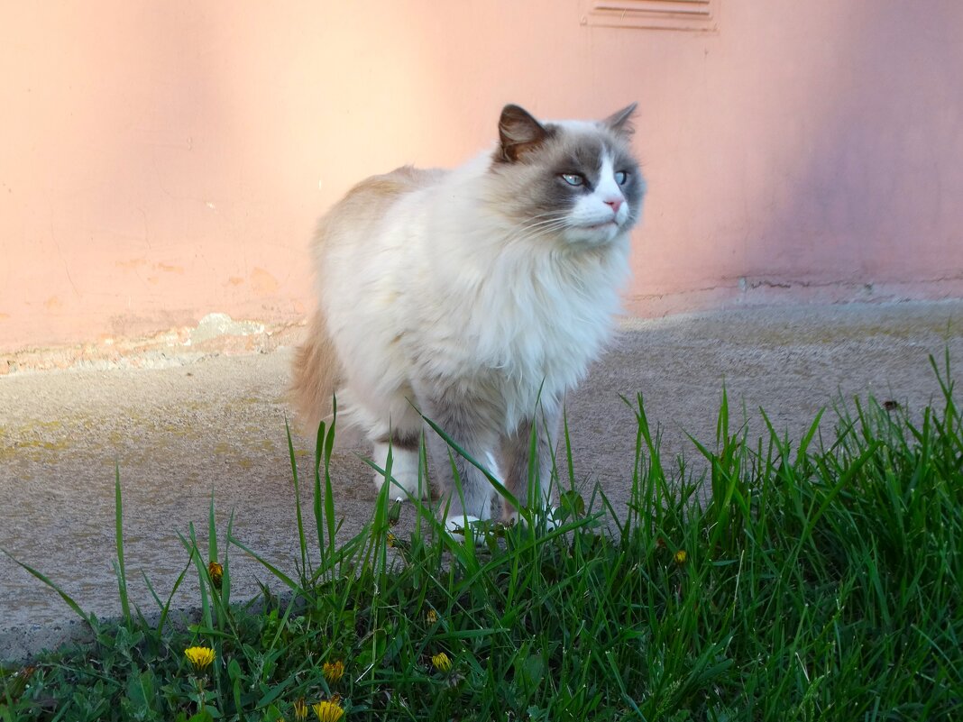 Симпатюлька - svk * Симпатюлька - svk *