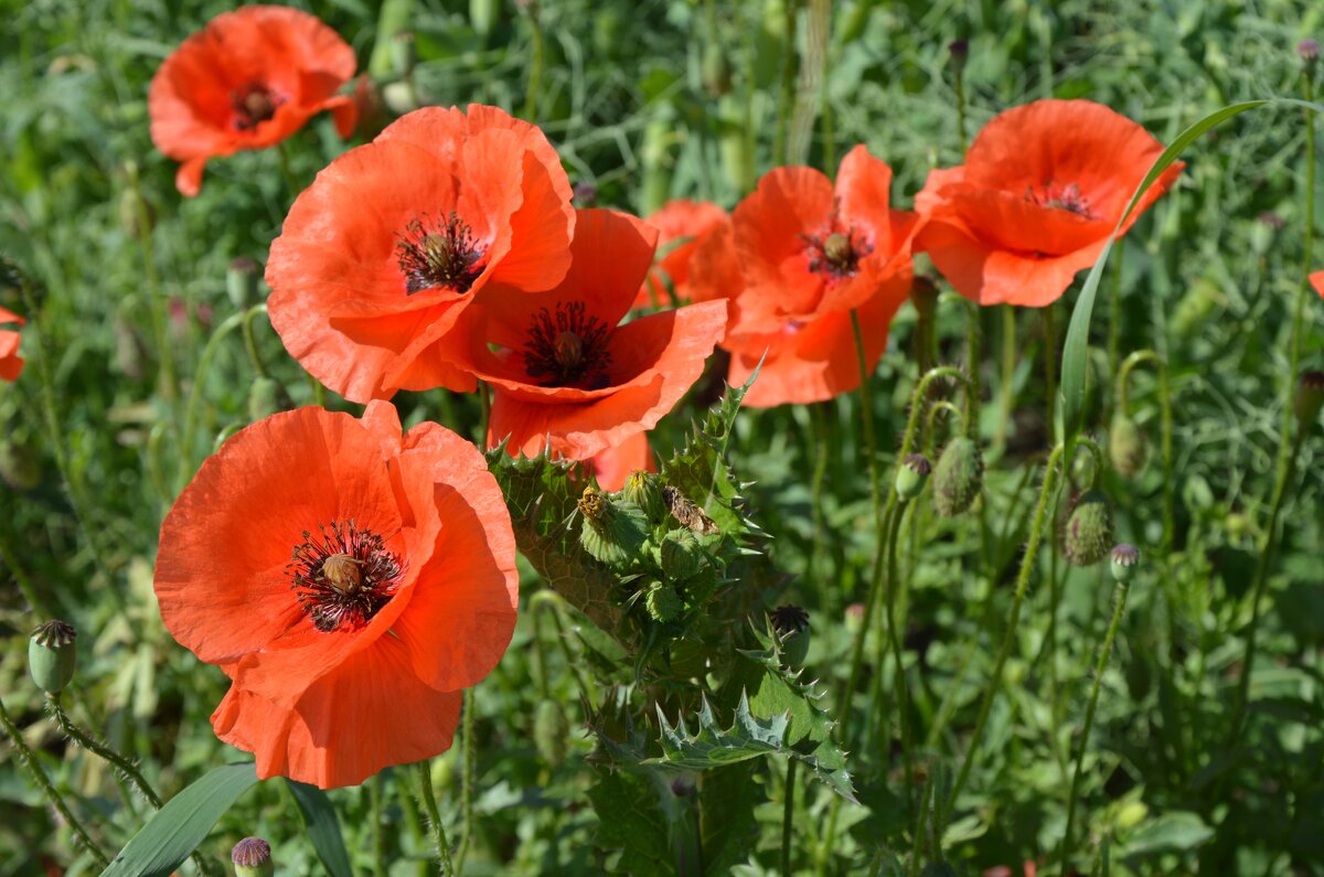 Танцуют маки на ветру... - Надежда Куркина 