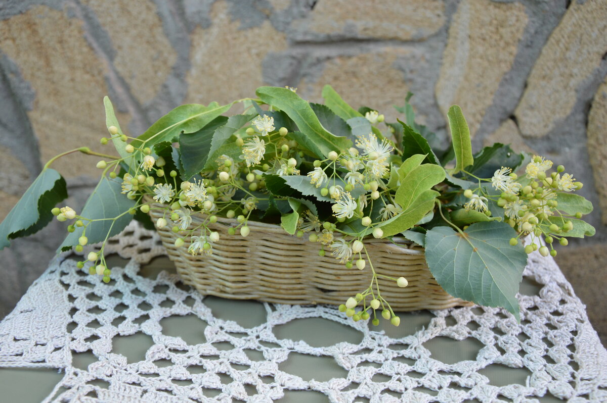 Цветы липы - Надежда Куркина Цветы липы - Надежда Куркина