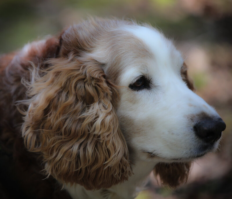 Мой рыжий пушистик... - liudmila drake Мой рыжий пушистик... - liudmila drake