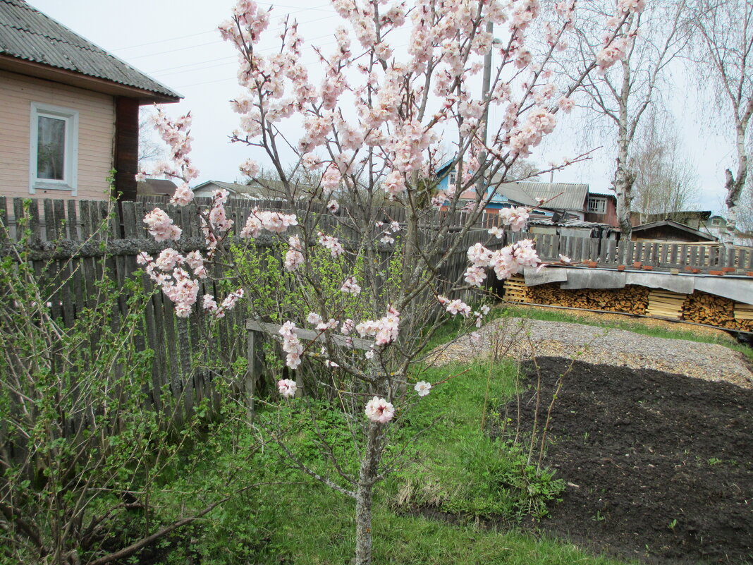 Абрикос - Сергей Кирилловский