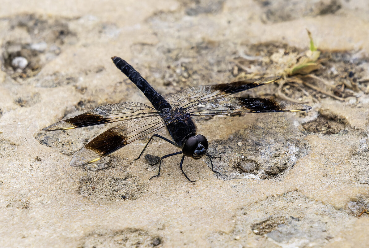 Brachythemis leucosticta. - Alexander Amromin Brachythemis leucosticta. - Alexander Amromin