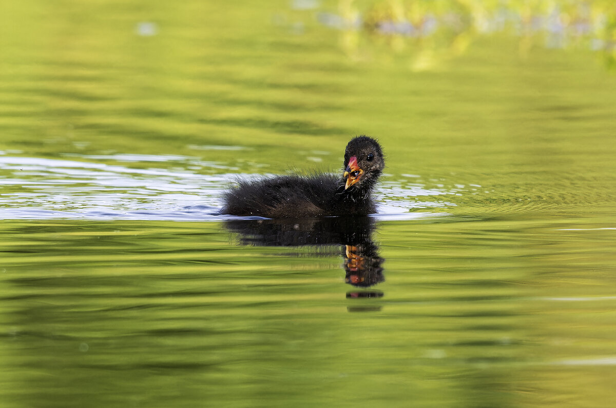 Камышница. - Alexander Amromin