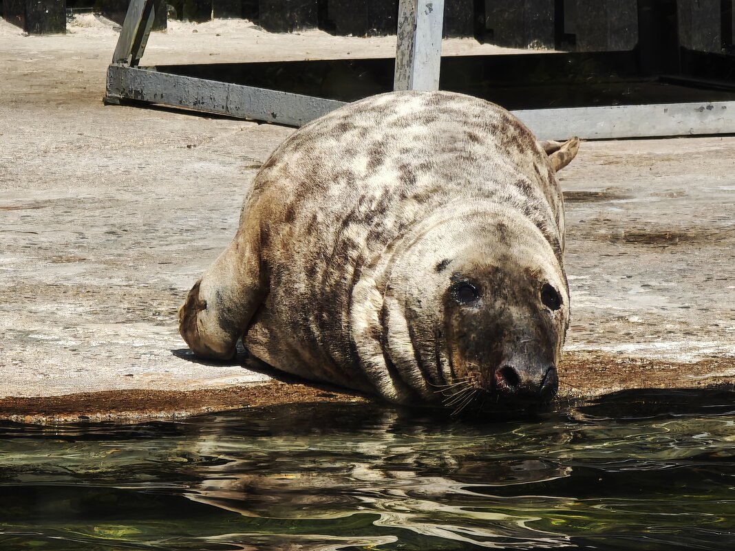 Тюлень - <<< Наташа >>>