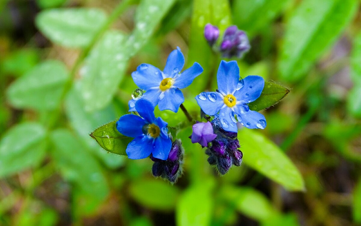 Капли дождя на незабудках - Милешкин Владимир Алексеевич Капли дождя на незабудках - Милешкин Владимир Алексеевич