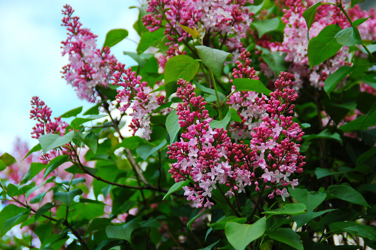 Сирении цвет (4) - Елена Пономарева