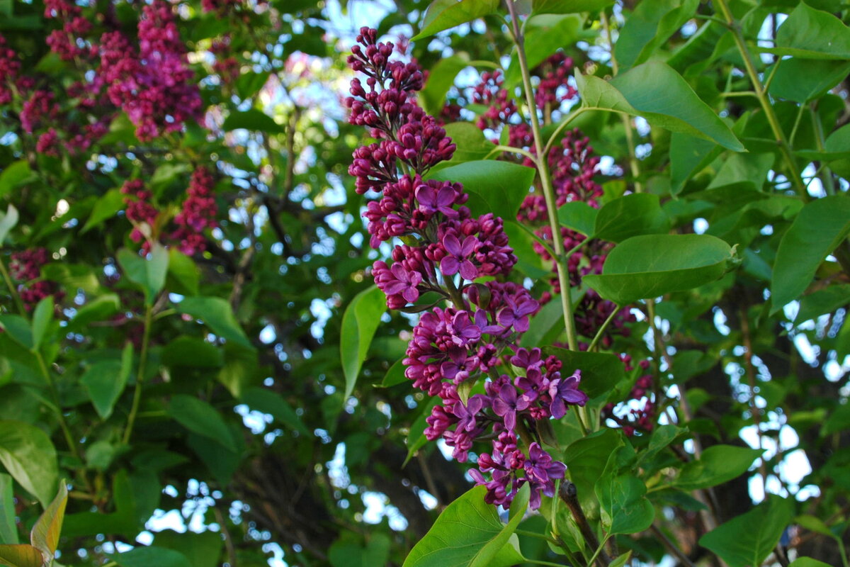 Сирени цвет (1) - Елена Пономарева