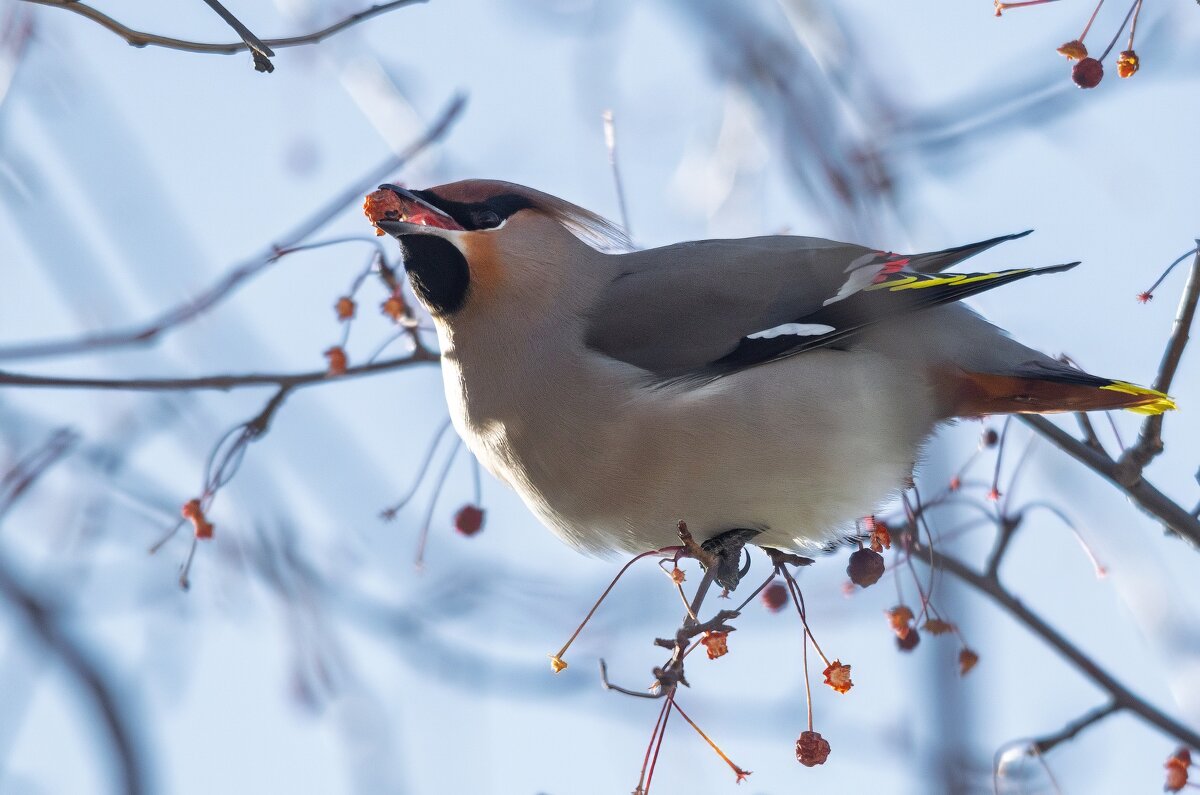 Свиристель. - Виктор Иванович Чернюк Свиристель. - Виктор Иванович Чернюк