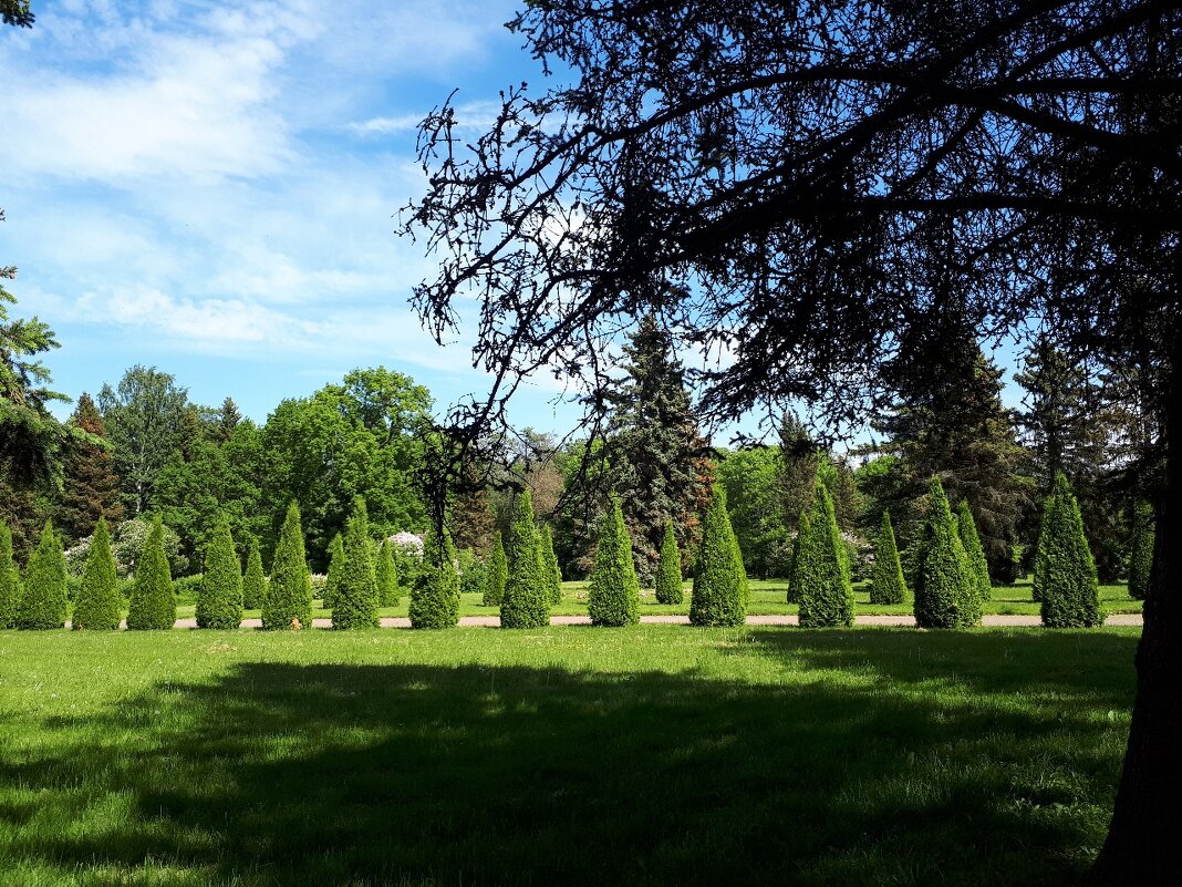 Кипарисы "маршируют" в  парке Петергофа. - Надежда 