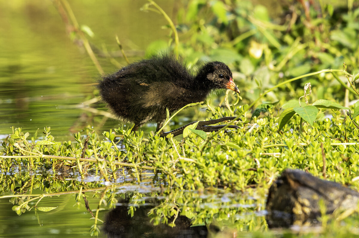 Камышница. - Alexander Amromin Камышница. - Alexander Amromin
