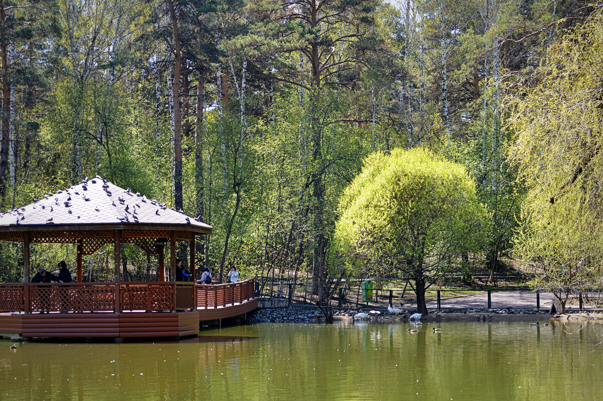 Озеро Лебединое - Татьяна Лютаева