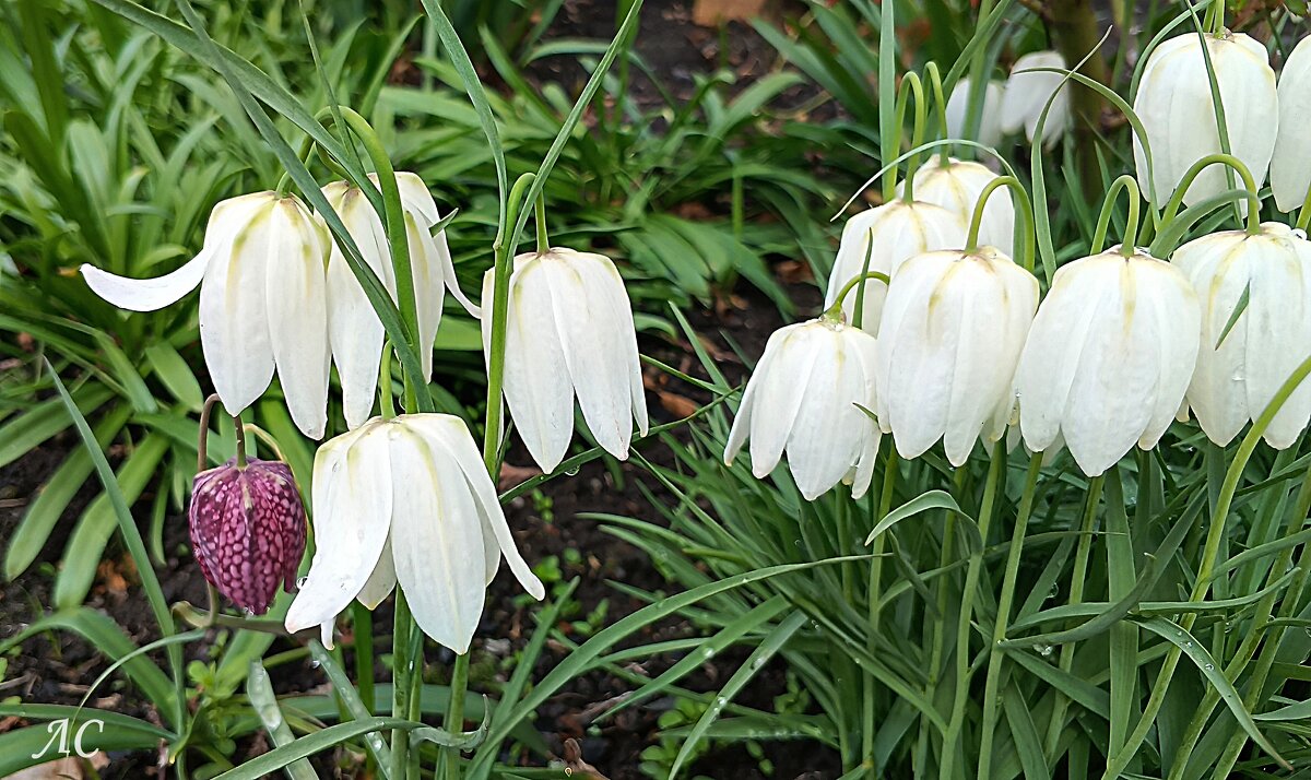 Рябчики - Любовь Сахарова