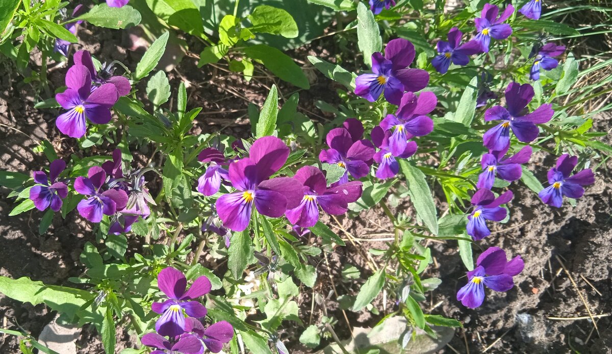 Май ! - Елена Шаламова