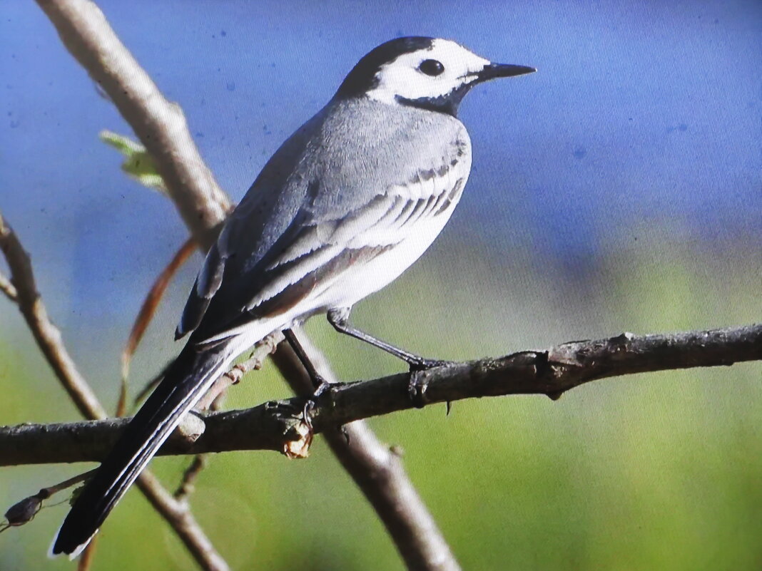 Трясогузка - Людмила Смородинская