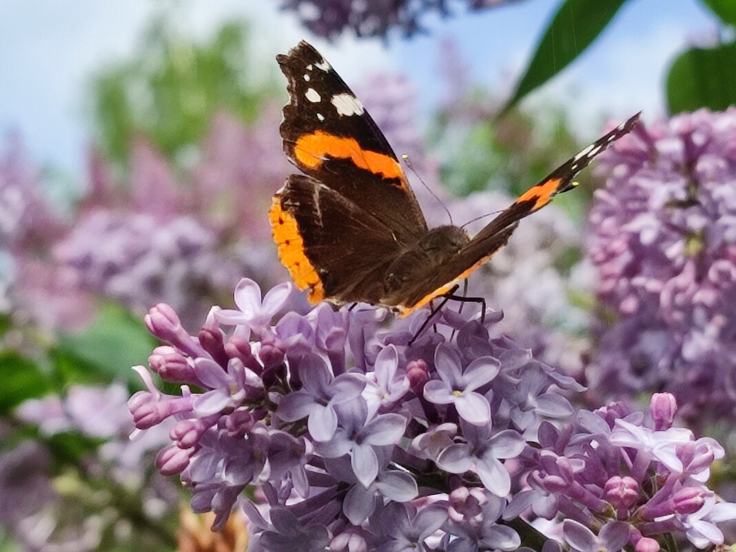 Лучами греет тёплый день, летают бабочки порхая..... - Валентина Богатко 