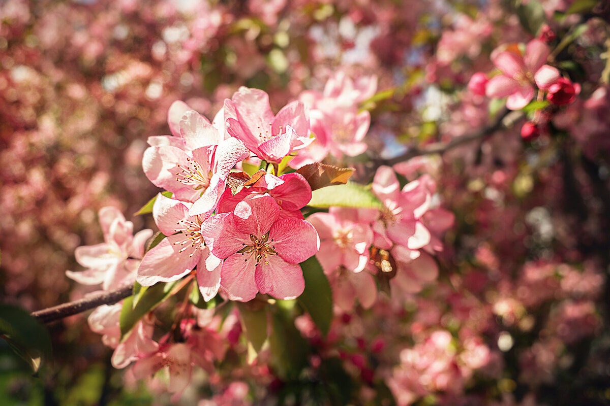 Весны мгновения - Svetlana Galvez Весны мгновения - Svetlana Galvez